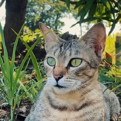 Frontend Engineer | React | Next.js | becoming AI engineer