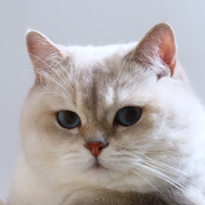 liangyishannn's profile picture. 