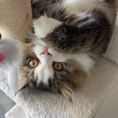 はじめまして! ミヌエットのmiru(みる)です🐈 2024年9月20日生まれの男の子です。 よろしくお願いします。 #ミヌエット #猫 #子猫 #猫部 #ネコ #ねこのいる生活 #ねこ #ねこ部 #cat #catlover #catlife #catphoto #猫好きさんと繋がりたい