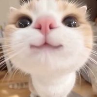 いゆい (@yuileeeeeeee) 's Twitter Profile