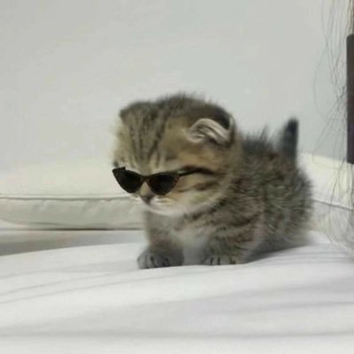 MelodyNTone's profile picture. guitarist #music #Humor #cats #beer 🎸🤘🍺