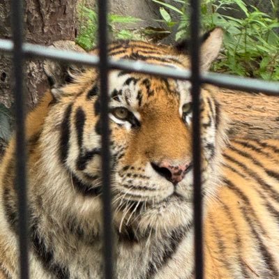 声に出せない魂の叫びを ここでボヤキたいと思います。 テレビの番組制作を生業にしています。 阪神大好き レイソル好き。 ただ仕事のボヤキは残念ながらガチでは出来なくなりましたね。