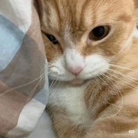 bloomiee (@lil_bloomiee) 's Twitter Profile