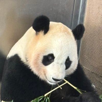 sherry_tm's profile picture. 動物好き（特に🐼・🐨・🐻‍❄・マレーバク）。⚾ホークスファン 。福岡＝心の故郷。推し：🐼楓浜・桃浜・レイレイ、🐨もなか・つくし・さち・ポポロ、🐻‍❄ゆめ・フブキ・ホウちゃん・ライ、☺️ひでお、Mets34（千賀滉大）、H88・6・9・48・90、D51、五十嵐亮太