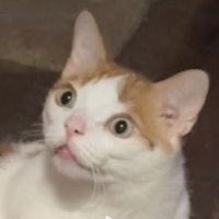 Abraham (@abrahamsilva__) 's Twitter Profile Photo