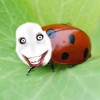 Jeff The Lady bug (@jefftheladybug) 's Twitter Profile