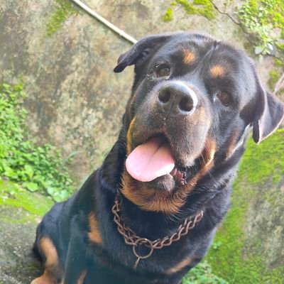 nagendra0232's profile picture. Just beginning