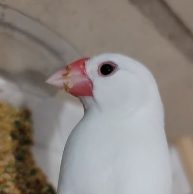 sirobunjurisama's profile picture. 白文鳥のじゅり様をただただ紹介するアカウント
ぬしはじゅりさまを養う為に、デリバリーでせっせっこ働いてます。笑
たまにそちらのキャンペーンなども紹介するかもです。