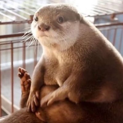 pareja y tercero con permiso. amo y perrita ambos de Antofagasta.