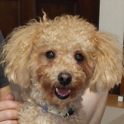 元気な犬ぽんちゅらすさんのプロフィール画像