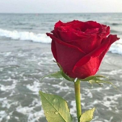 ويسألونكَ عن الأب قُل.،
حِسّهُ في الحياة يكفي عنْ الف شعور ..”
حسبي الله وكفى 🌺