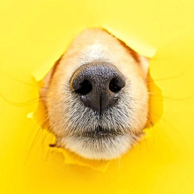 lautdenker's profile picture. It's all 'bout AGI 💡