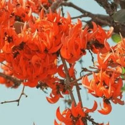 @raushan_an45591