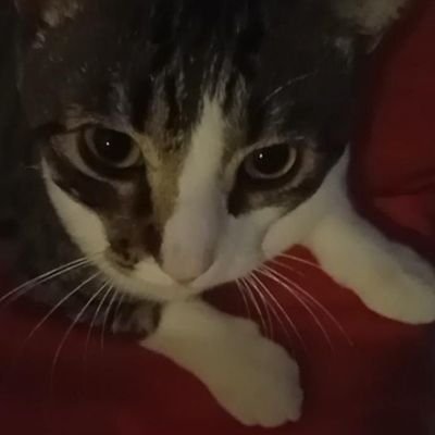 MiguelinWe9897's profile picture.