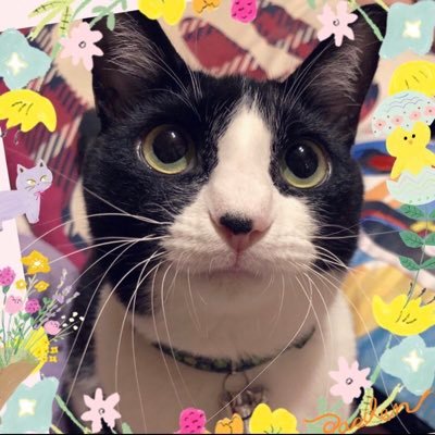 みか🌸☄️さんのプロフィール画像