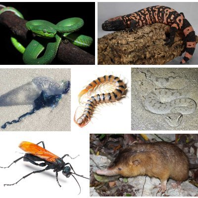 The 4th Gordon Research Conference & Seminar on Venom Evolution, Function and Biomedical Applications - 17-22 May, 2026! #Barcelona #GRCVenom26 #GRSVenom26
