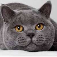 リー (@v5tmoqxj0qxgago) 's Twitter Profile Photo リー (@v5tmoqxj0qxgago) 's Twitter Profile Photo