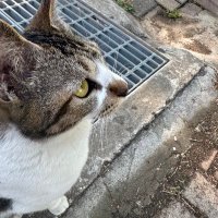 SOL (@solllserena) 's Twitter Profile