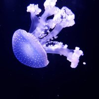 てーちゃんねる (@tchannelxacct) 's Twitter Profile