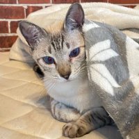 やややわらかい何か (@wakaruyoooooo) Twitter profile photo