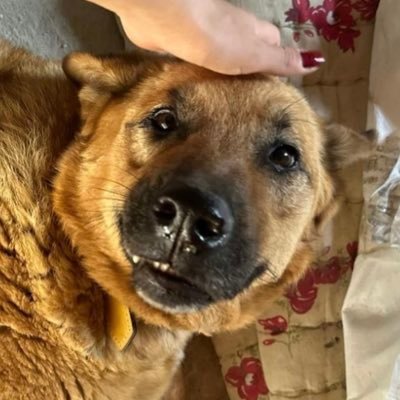 Analı kızlı hiçbir yere sığamadık. Bir de buralarda şansımızı deniyoruz
(Tıp bırakan köpekler)