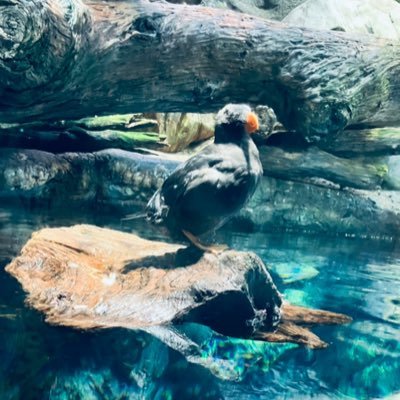 Dora_0709_'s profile picture. @0709_dora 前のアカウント乗っ取られました。