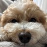 Chamo_to_Tarte's profile picture. むっちりしたオジサン犬に癒される日々