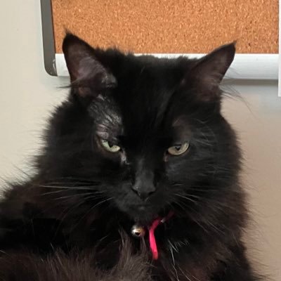 BobtailEnt's profile picture. https://t.co/cGHDNNSxqy