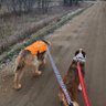 AireVentures's profile picture. #AussieHeeler Best girl Harper, 7/5/15-1/9/24. Matty, mentor and big sister 8/1/03-11/19/20.