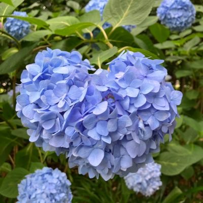 pink_mintia's profile picture. 