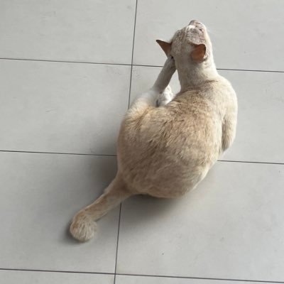 mmbaxol_olt's profile picture. 