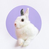 Cute Animals (@cteanimals) 's Twitter Profile