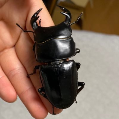 趣味であるポケカの情報や、昆虫の飼育・販売情報を知るアカウントです。ドルクス属が好きで特にオオクワガタが好きです。写真撮るのは下手です…