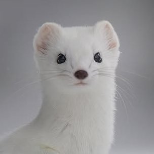 chang_chenghao's profile picture. Cell-Phone Acoustic R&D Engineer, Taiwanese.