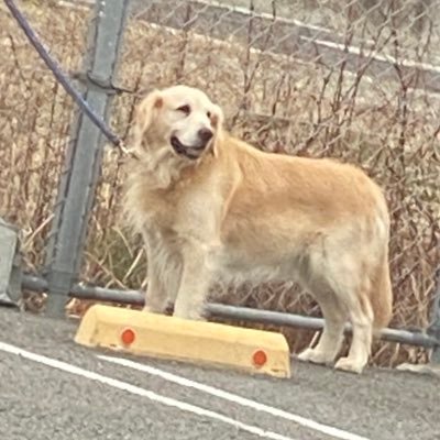 kyara62802217's profile picture. 