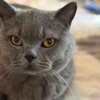 Londondweller (@londondwel77743) 's Twitter Profile Photo