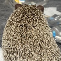 용치 🦔 (@yongcheeee23) 's Twitter Profile