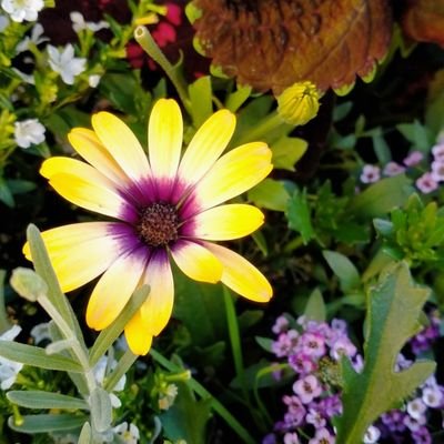 PiMlto's profile picture. I love gardens 
🌺🌿🍃💚🌱🌸