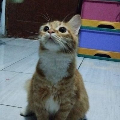 Artificiaidiocy's profile picture. 