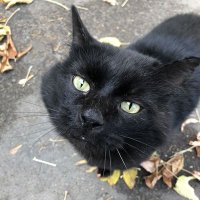 leylak (@leylaky0) Twitter profile photo