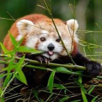bozo (@ggddvrsswt) 's Twitter Profile