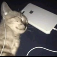 Davi (@alphdavi) 's Twitter Profile