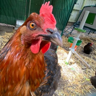 GladysAndGang's profile picture. Four Rhode Rock hens living our best lives - Gladys, Lily, Doreen & Rosie. We love dust baths & scratching around in the dirt. #Omlet fans. Henfluencers.🐓🐓💞