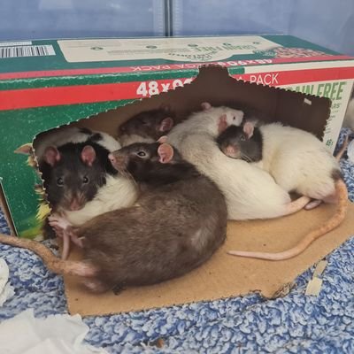 Team Lead Practice Development Unit
NHSFVPE
Proud Nurse 👩⚕️
Rat mum 🐀