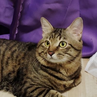 chiemmanuel1211's profile picture. Human. Feminist. Mum of ２(+4🌈)Cats🐱  I ♡ Cymru/Animals/Films/Music/Arts/Books/Nature/ちいかわ/ガクテンソク❤ 
🎵Bjork, SFA, MSP, B&S, TFC, '60s etc  Anti-War ☮️