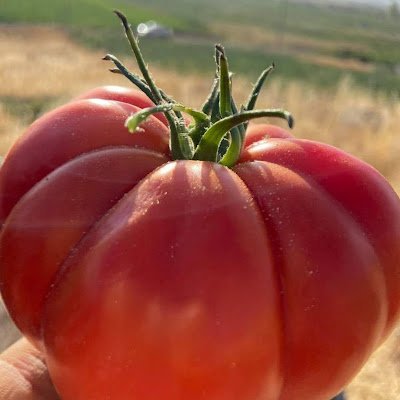 RebarMhama76730's profile picture. 