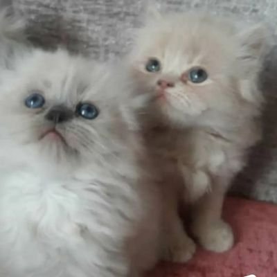 alishahomid25's profile picture. 