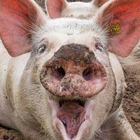 pigray124 (@pigray124) 's Twitter Profile