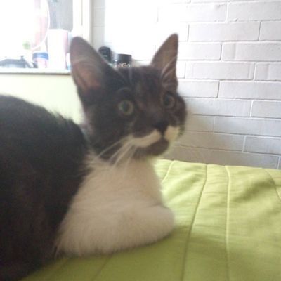 etstrim's profile picture. stfu bitch