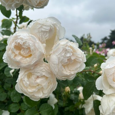 Passion_of_kabu's profile picture. 「本当に欲しいものは、
たぶん“安心”って名前の自由」📘🕊
BTC/NVDA｜読書・旅・時々ベランダ園芸